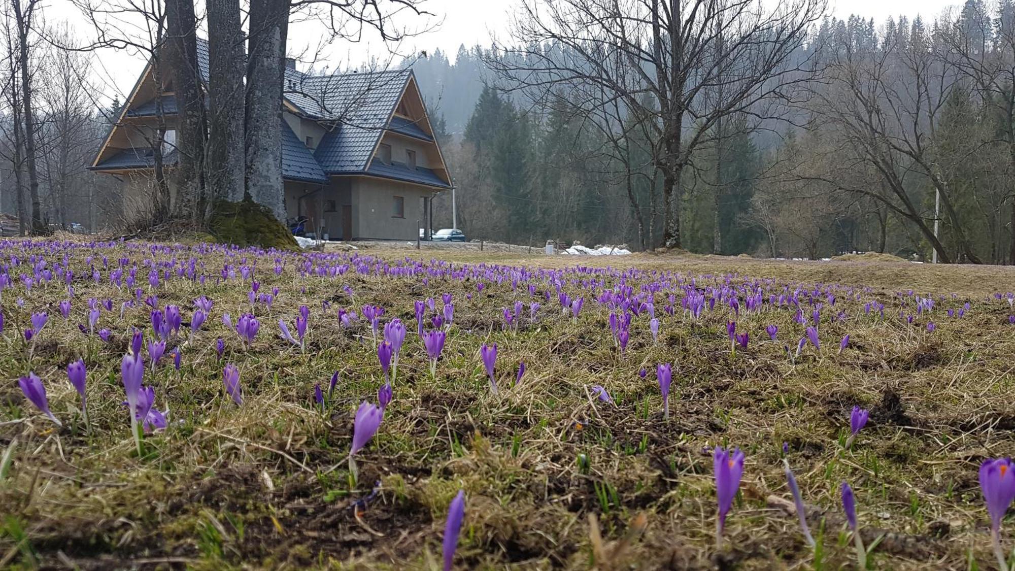 Dom Na Skraju Lasu Jurgow Exterior photo
